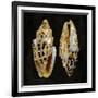 Golden Ocean Gems I-Caroline Kelly-Framed Art Print