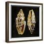 Golden Ocean Gems I-Caroline Kelly-Framed Art Print