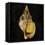 Golden Ocean Gems III-Caroline Kelly-Framed Stretched Canvas