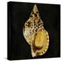 Golden Ocean Gems III-Caroline Kelly-Stretched Canvas