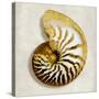 Golden Ocean Gems on Ivory II-Caroline Kelly-Stretched Canvas