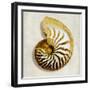 Golden Ocean Gems on Ivory II-Caroline Kelly-Framed Art Print