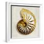 Golden Ocean Gems on Ivory II-Caroline Kelly-Framed Art Print