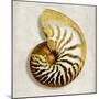 Golden Ocean Gems on Ivory II-Caroline Kelly-Mounted Art Print