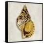 Golden Ocean Gems on Ivory III-Caroline Kelly-Framed Stretched Canvas