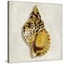 Golden Ocean Gems on Ivory III-Caroline Kelly-Stretched Canvas