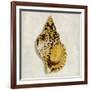 Golden Ocean Gems on Ivory III-Caroline Kelly-Framed Art Print