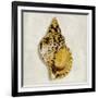 Golden Ocean Gems on Ivory III-Caroline Kelly-Framed Art Print