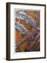 Golden Opportunity II-Luann Ostergaard-Framed Giclee Print