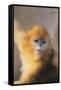 Golden, or Blue Monkey-DLILLC-Framed Stretched Canvas