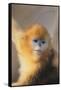 Golden, or Blue Monkey-DLILLC-Framed Stretched Canvas