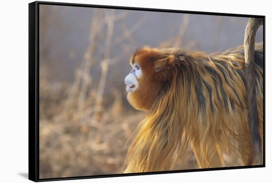 Golden, or Blue Monkey-DLILLC-Framed Stretched Canvas