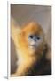 Golden, or Blue Monkey-DLILLC-Framed Photographic Print