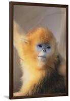 Golden, or Blue Monkey-DLILLC-Framed Photographic Print