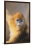 Golden, or Blue Monkey-DLILLC-Framed Photographic Print