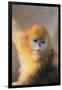 Golden, or Blue Monkey-DLILLC-Framed Photographic Print