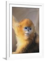 Golden, or Blue Monkey-DLILLC-Framed Photographic Print