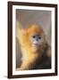 Golden, or Blue Monkey-DLILLC-Framed Photographic Print