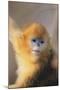 Golden, or Blue Monkey-DLILLC-Mounted Photographic Print