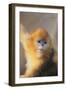 Golden, or Blue Monkey-DLILLC-Framed Photographic Print