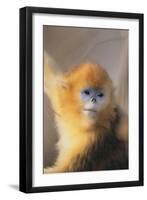 Golden, or Blue Monkey-DLILLC-Framed Photographic Print