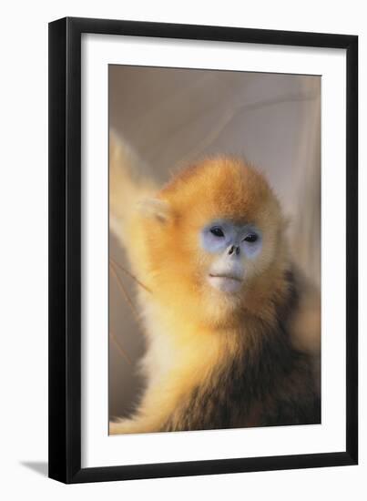 Golden, or Blue Monkey-DLILLC-Framed Photographic Print