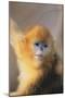 Golden, or Blue Monkey-DLILLC-Mounted Photographic Print