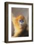 Golden, or Blue Monkey-DLILLC-Framed Photographic Print