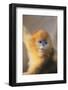 Golden, or Blue Monkey-DLILLC-Framed Photographic Print