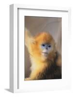 Golden, or Blue Monkey-DLILLC-Framed Photographic Print