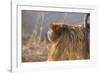 Golden, or Blue Monkey-DLILLC-Framed Photographic Print