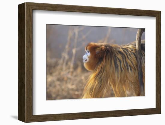 Golden, or Blue Monkey-DLILLC-Framed Photographic Print