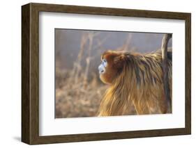 Golden, or Blue Monkey-DLILLC-Framed Photographic Print