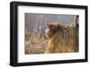 Golden, or Blue Monkey-DLILLC-Framed Photographic Print