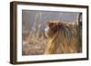 Golden, or Blue Monkey-DLILLC-Framed Photographic Print