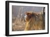 Golden, or Blue Monkey-DLILLC-Framed Photographic Print