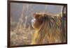 Golden, or Blue Monkey-DLILLC-Framed Photographic Print