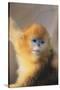 Golden, or Blue Monkey-DLILLC-Stretched Canvas