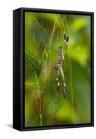 Golden Orb Weaver Spider, Costa Rica-null-Framed Stretched Canvas