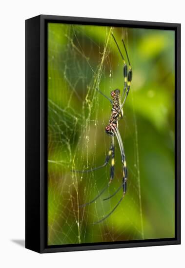 Golden Orb Weaver Spider, Costa Rica-null-Framed Stretched Canvas