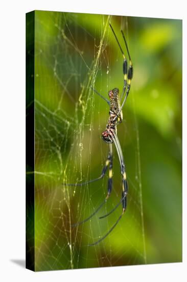 Golden Orb Weaver Spider, Costa Rica-null-Stretched Canvas
