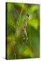 Golden Orb Weaver Spider, Costa Rica-null-Stretched Canvas