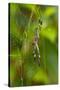 Golden Orb Weaver Spider, Costa Rica-null-Stretched Canvas