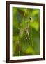 Golden Orb Weaver Spider, Costa Rica-null-Framed Photographic Print