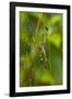 Golden Orb Weaver Spider, Costa Rica-null-Framed Photographic Print