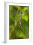 Golden Orb Weaver Spider, Costa Rica-null-Framed Photographic Print