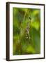 Golden Orb Weaver Spider, Costa Rica-null-Framed Photographic Print