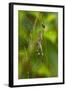 Golden Orb Weaver Spider, Costa Rica-null-Framed Photographic Print