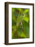 Golden Orb Weaver Spider, Costa Rica-null-Framed Photographic Print