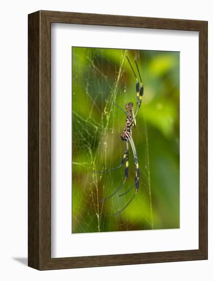 Golden Orb Weaver Spider, Costa Rica-null-Framed Photographic Print